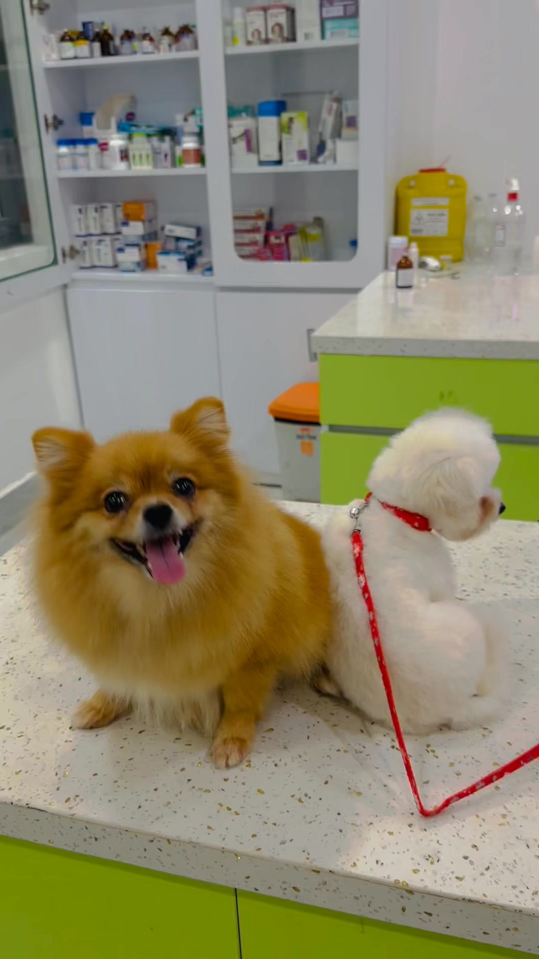 [🆕🇻🇳] PET HOUSE BÌNH DƯƠNG 🐶🦜 Top1Pets 🐱🐠  , shares-0✔️ , likes-0❤️️ , date-🐶🐱🇻🇳🇻🇳🇻🇳📰🆕