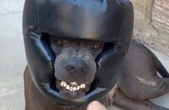 [🆕🇻🇳] Bệnh viện thú y Pet Home 🐶🦜 Top1Pets 🐱🐠 Hàng order và hàng nhận được
, shares-0✔️ , likes-2❤️️ , date-2025-06-27 23:43:09🐶🐱🇻🇳🇻🇳🇻🇳📰🆕