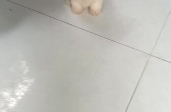 [🆕🇻🇳] SADO PETs 🐶🦜 Top1Pets 🐱🐠 Nhạc lên là giật giật liền nha quí dị , shares-0✔️ , likes-0❤️️ , date-2025-06-29 20:39:40🐶🐱🇻🇳🇻🇳🇻🇳📰🆕