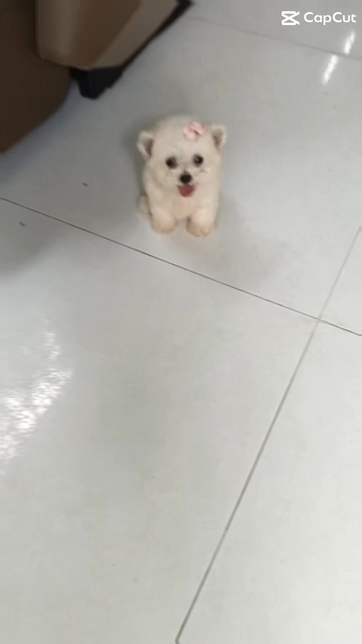 [🆕🇻🇳] SADO PETs 🐶🦜 Top1Pets 🐱🐠 Nhạc lên là giật giật liền nha quí dị , shares-0✔️ , likes-0❤️️ , date-2025-06-29 20:39:40🐶🐱🇻🇳🇻🇳🇻🇳📰🆕