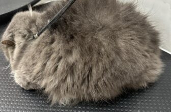 [🆕🇻🇳] Quynh Le Pet Spa  🐶🦜 Top1Pets 🐱🐠 Tắm tách dầu là gì?!
Các bé mèo thường có tình trạng tăng tiết bả nhờn trên bề mặt da gây bết lông, nổi mụn hoặc những đốm đen trên bề mặt daTắm tách d , shares-0✔️ , likes-0❤️️ , date-2025-08-29 22:18:36🐶🐱🇻🇳🇻🇳🇻🇳📰🆕