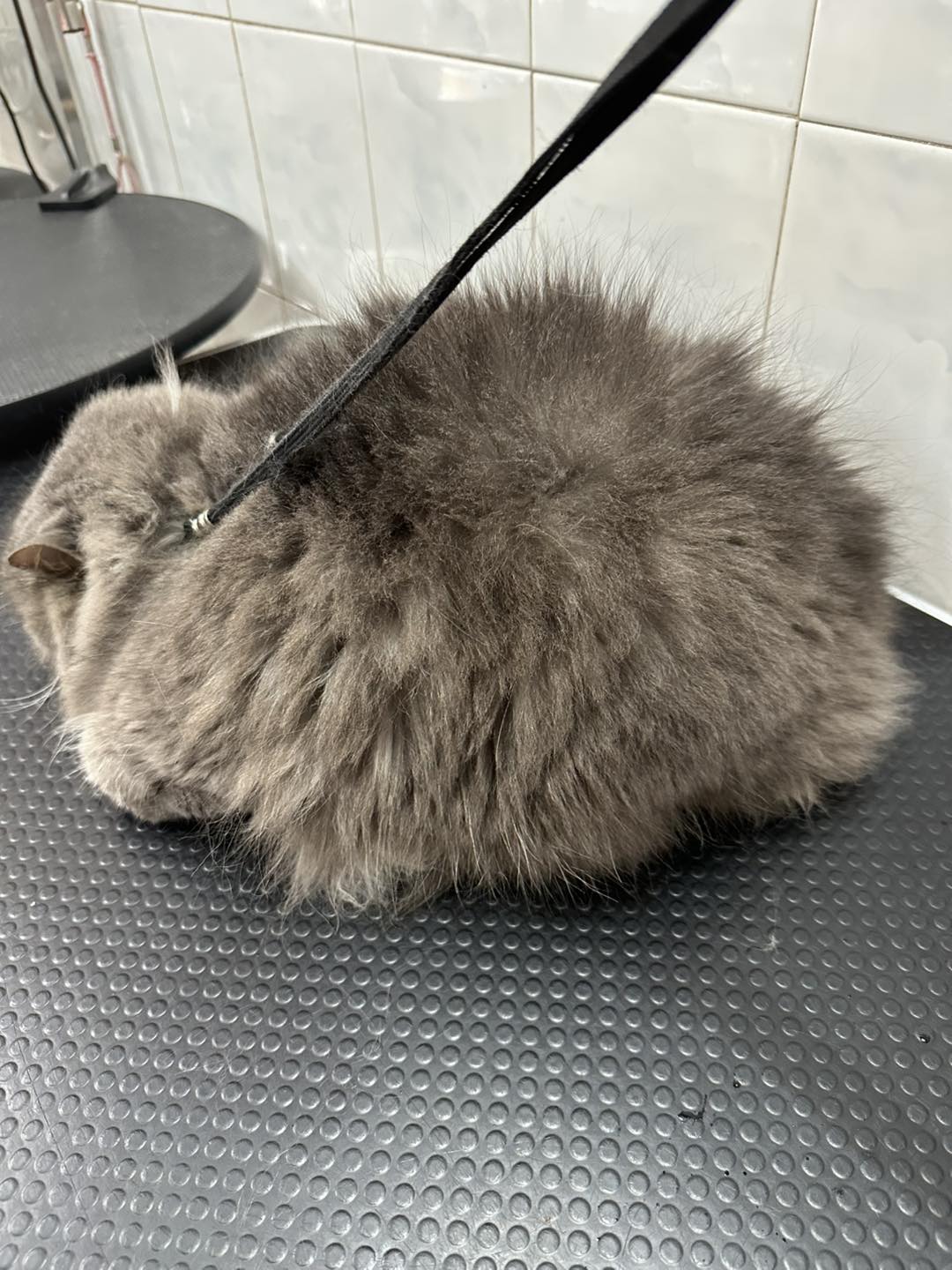 [🆕🇻🇳] Quynh Le Pet Spa  🐶🦜 Top1Pets 🐱🐠 Tắm tách dầu là gì?!
Các bé mèo thường có tình trạng tăng tiết bả nhờn trên bề mặt da gây bết lông, nổi mụn hoặc những đốm đen trên bề mặt daTắm tách d , shares-0✔️ , likes-0❤️️ , date-2025-08-29 22:18:36🐶🐱🇻🇳🇻🇳🇻🇳📰🆕