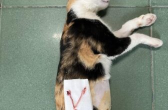 [🆕🇻🇳] Dịch Vụ Thú Y Tại Nhà Huế 🐶🦜 Top1Pets 🐱🐠 Triệt sản tại nhà cho các bạn trẻ____________________________
DỊCH VỤ THÚ Y TẠI NHÀ HUẾ
Tận Tâm – Uy Tín – Nhiệt Tình
Giờ làm việc:
Tất cả các n , shares-0✔️ , likes-2❤️️ , date-2025-08-01 01:34:38🐶🐱🇻🇳🇻🇳🇻🇳📰🆕