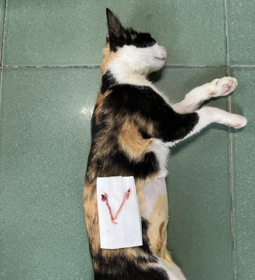 [🆕🇻🇳] Dịch Vụ Thú Y Tại Nhà Huế 🐶🦜 Top1Pets 🐱🐠 Triệt sản tại nhà cho các bạn trẻ____________________________
DỊCH VỤ THÚ Y TẠI NHÀ HUẾ
Tận Tâm – Uy Tín – Nhiệt Tình
Giờ làm việc:
Tất cả các n , shares-0✔️ , likes-2❤️️ , date-2025-08-01 01:34:38🐶🐱🇻🇳🇻🇳🇻🇳📰🆕