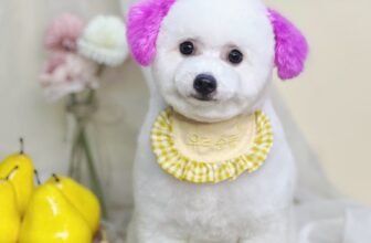 [🆕🇻🇳] Coca Pet Grooming – Chuyên tắm, cắt tỉa, vệ sinh, phụ kiện, thức ăn thú cưng 🐶🦜 Top1Pets 🐱🐠 Em bé nhuộm tai cực kì cuteQuý khách cần tư vấn và đặt lịch sử dụng dịch vụ cho Boss thì liên hệ với chúng em nha! ——————
Thông tin liên hệ  , shares-10✔️ , likes-8❤️️ , date-2025-07-01 16:54:35🐶🐱🇻🇳🇻🇳🇻🇳📰🆕