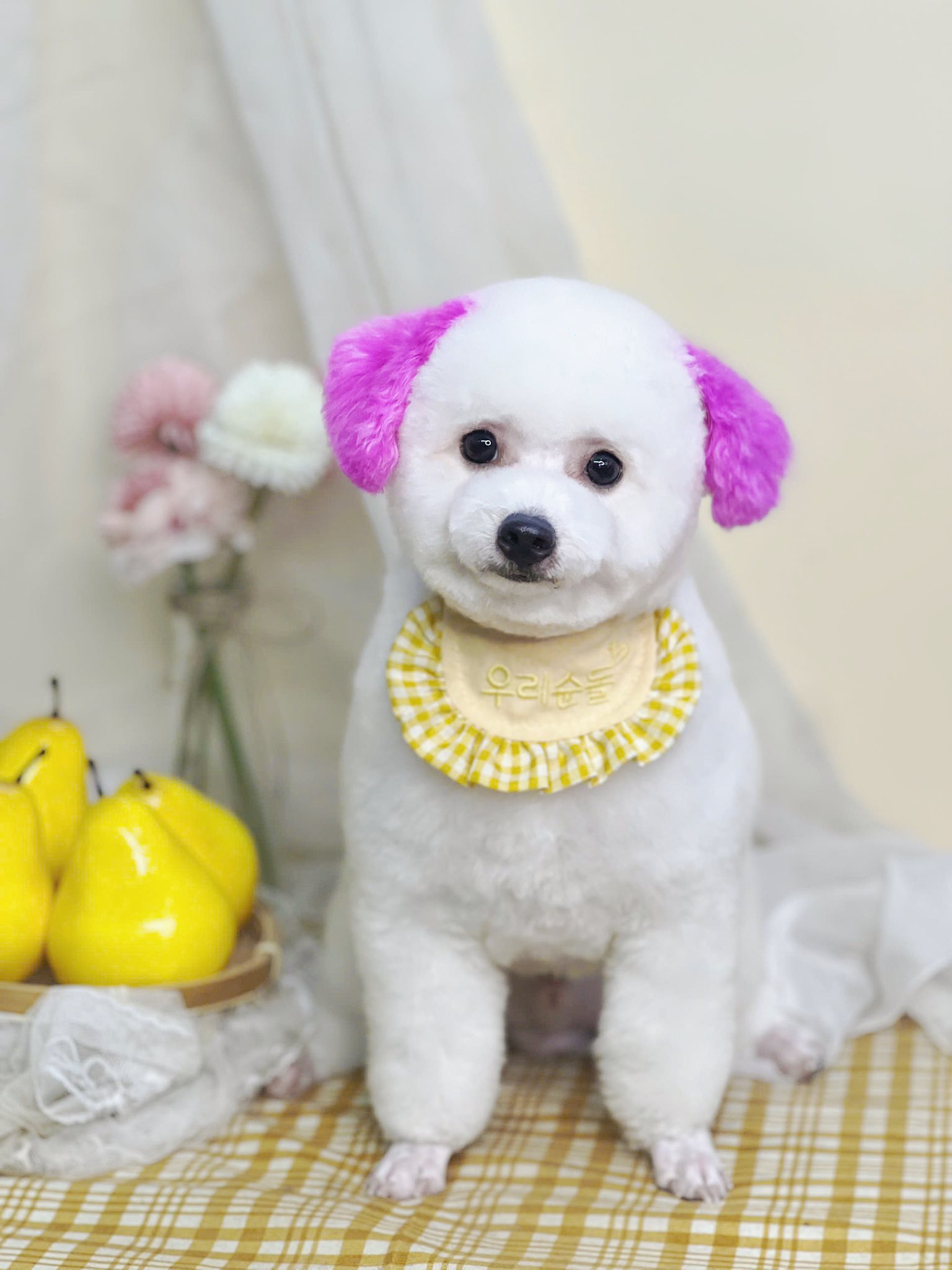 [🆕🇻🇳] Coca Pet Grooming – Chuyên tắm, cắt tỉa, vệ sinh, phụ kiện, thức ăn thú cưng 🐶🦜 Top1Pets 🐱🐠 Em bé nhuộm tai cực kì cuteQuý khách cần tư vấn và đặt lịch sử dụng dịch vụ cho Boss thì liên hệ với chúng em nha! ——————
Thông tin liên hệ  , shares-10✔️ , likes-8❤️️ , date-2025-07-01 16:54:35🐶🐱🇻🇳🇻🇳🇻🇳📰🆕