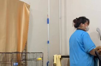 [🆕🇻🇳] Kim Spa & Pet Shop 🐶🦜 Top1Pets 🐱🐠 Trỡn cả ngày nên mấy khi khách được đón con sớm   #thucungvuinhon #spathucung #hue , shares-0✔️ , likes-0❤️️ , date-2025-06-30 15:41:34🐶🐱🇻🇳🇻🇳🇻🇳📰🆕