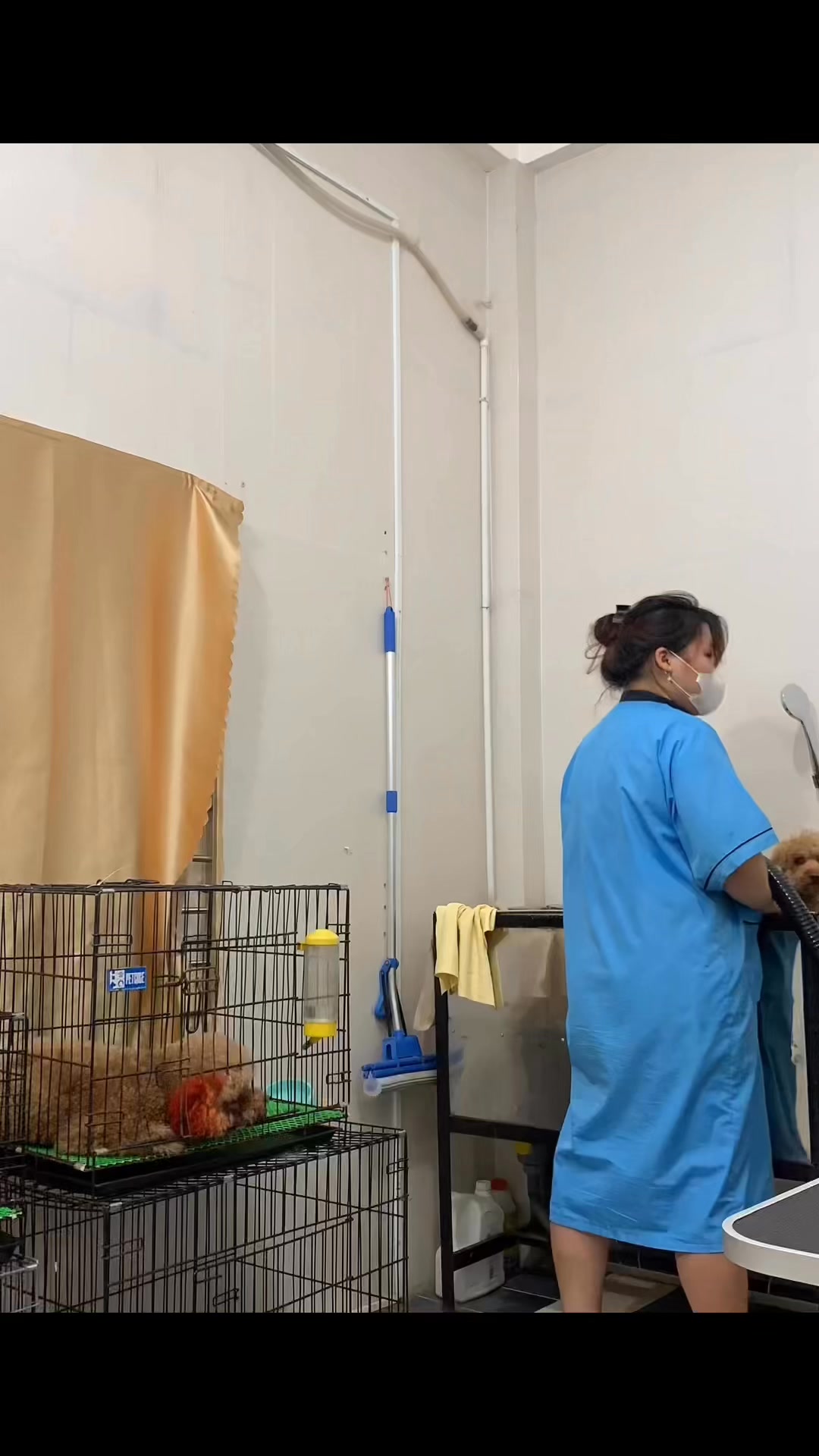 [🆕🇻🇳] Kim Spa & Pet Shop 🐶🦜 Top1Pets 🐱🐠 Trỡn cả ngày nên mấy khi khách được đón con sớm   #thucungvuinhon #spathucung #hue , shares-0✔️ , likes-0❤️️ , date-2025-06-30 15:41:34🐶🐱🇻🇳🇻🇳🇻🇳📰🆕