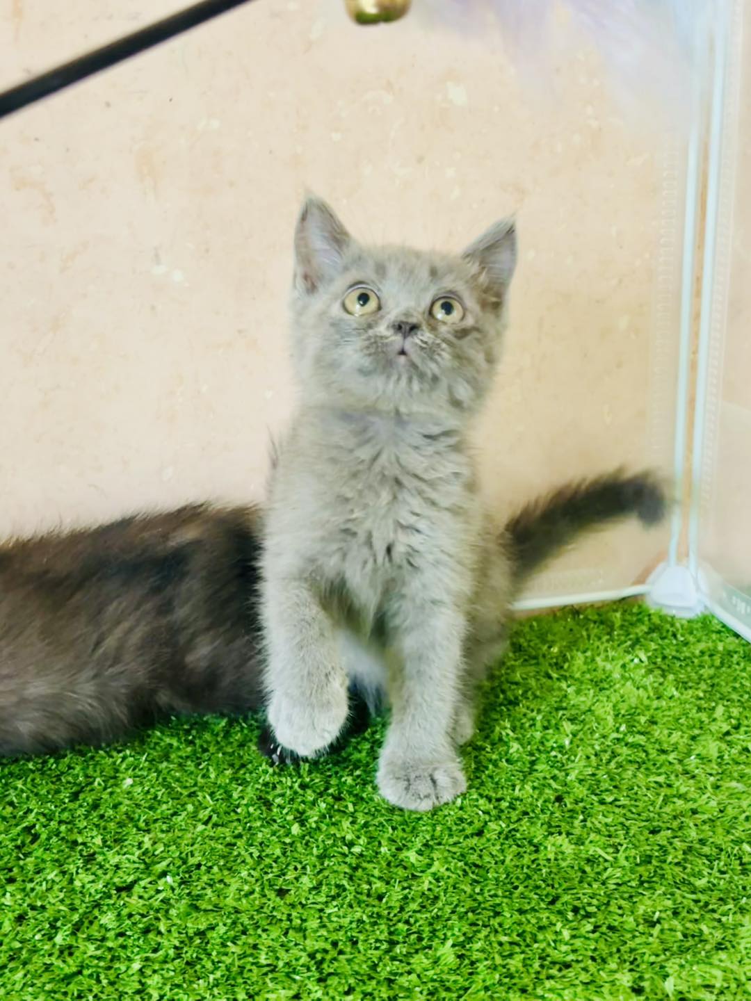 [🆕🇻🇳] Mèo Cảnh Thủ Đức 🐶🦜 Top1Pets 🐱🐠 HCM – Thủ Đức0,5
, shares-0✔️ , likes-2❤️️ , date-2025-07-03 14:48:49🐶🐱🇻🇳🇻🇳🇻🇳📰🆕