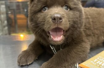 [🆕🇻🇳] Dịch Vụ Thú Y – Tại Nhà – KV TP. HCM 🐶🦜 Top1Pets 🐱🐠 NHẬN TRIỆT SẢN – TIÊM NGỪA – XỔ GIUN – PHẪU THUẬT – SPA – CHO THÚ CƯNG – KV TP.HCM
Triệt sản may thẩm mỹ không cần cắt chỉ sau phẫu thuật
Giá cả phải chă , shares-1✔️ , likes-9❤️️ , date-2025-07-01 16:04:15🐶🐱🇻🇳🇻🇳🇻🇳📰🆕