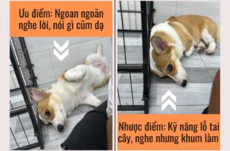 [🆕🇻🇳] Tiệm Nhà Thỏ – Hotel Spa Grooming 🐶🦜 Top1Pets 🐱🐠  Ưu điểm của cô ấy: Ngoan ngoãn nghe lời, nói gì cũm dạ
Nhược điểm của cô ấy: Kỹ năng lỗ tai cây, nghe nhưng khum làm#grooming #petspa #tiemnhatho #c , shares-1✔️ , likes-3❤️️ , date-2025-09-10 03:01:22🐶🐱🇻🇳🇻🇳🇻🇳📰🆕