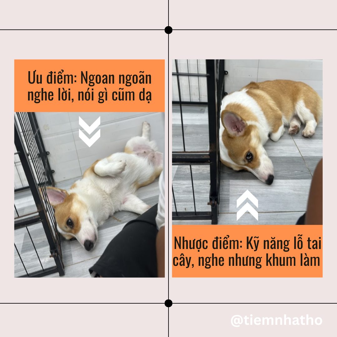 [🆕🇻🇳] THỎ PET SHOP – TIỆM LÀM ĐẸP CHO THÚ CƯNG 🐶🦜 Top1Pets 🐱🐠 Ca chiều tối 15h00-18h30, làm 2 combo tắm cắt và lấy cao răng tại nhà cho em bé kute
#thứ3
, shares-0✔️ , likes-1❤️️ , date-2025-09-09 23:49:31🐶🐱🇻🇳🇻🇳🇻🇳📰🆕