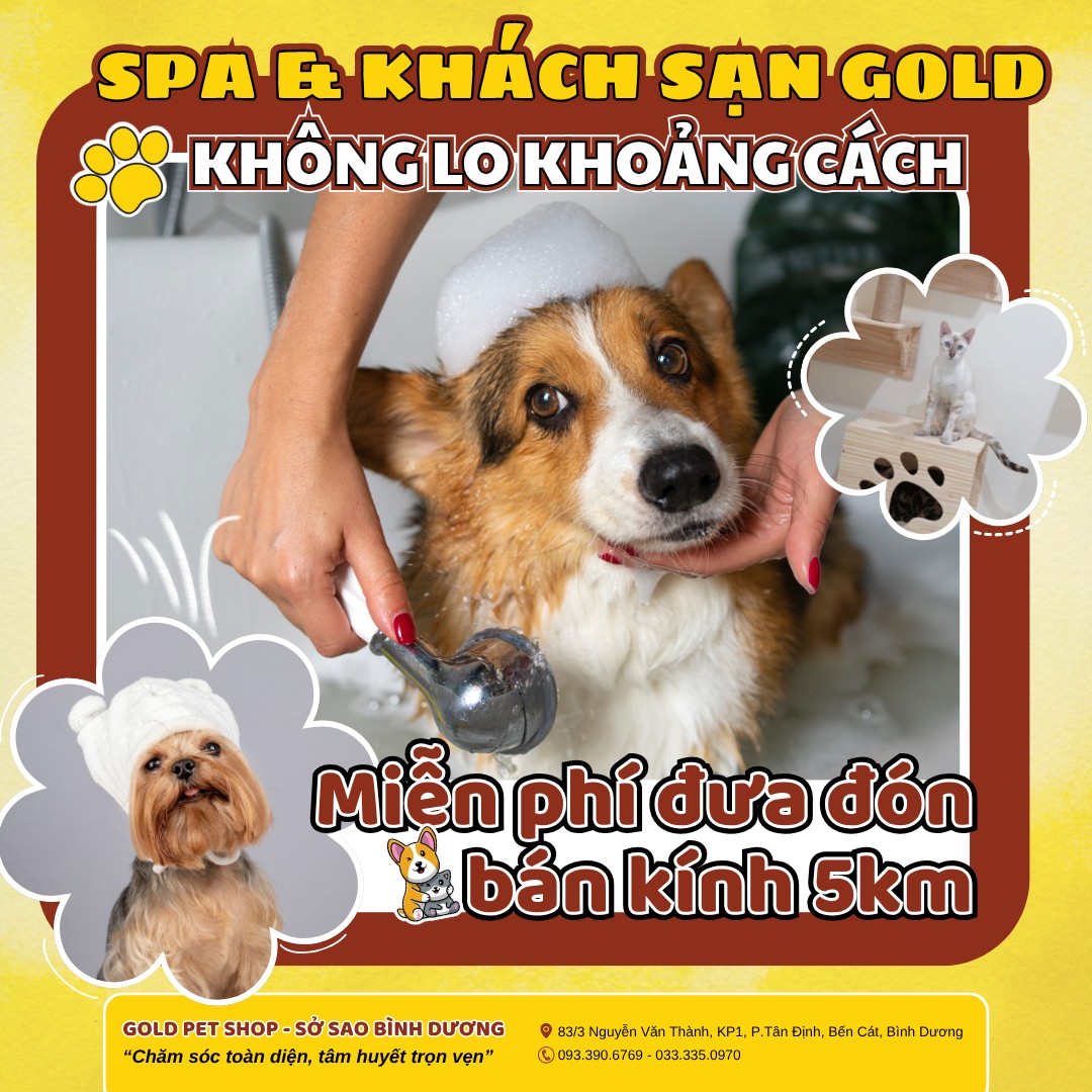 [🆕🇻🇳] Gold Pet Shop – Sở Sao Bình Dương 🐶🦜 Top1Pets 🐱🐠 Gold Pet Shop hiểu rằng khoảng cách không nên là trở ngại để các bé được chăm sóc tốt nhất.
Dịch vụ spa & khách sạn thú cưng tại nhà Gold giờ đây còn tiện  , shares-0✔️ , likes-3❤️️ , date-2025-07-10 14:59:04🐶🐱🇻🇳🇻🇳🇻🇳📰🆕