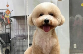 [🆕🇻🇳] Pet Addict – Dịch vụ thú cưng – Pet Shop, grooming, Spa, Hotel 🐶🦜 Top1Pets 🐱🐠 Xả kho ảnh choá mèo sốp elm, tụi em ít đăng hình nhưng sốp vẫn hoạt động bình thường đó ạ  inbox ngay cho sốp elm để đuọc tư vấn nhanh như một cơn gió
, shares-0✔️ , likes-9❤️️ , date-2025-07-07 17:39:55🐶🐱🇻🇳🇻🇳🇻🇳📰🆕