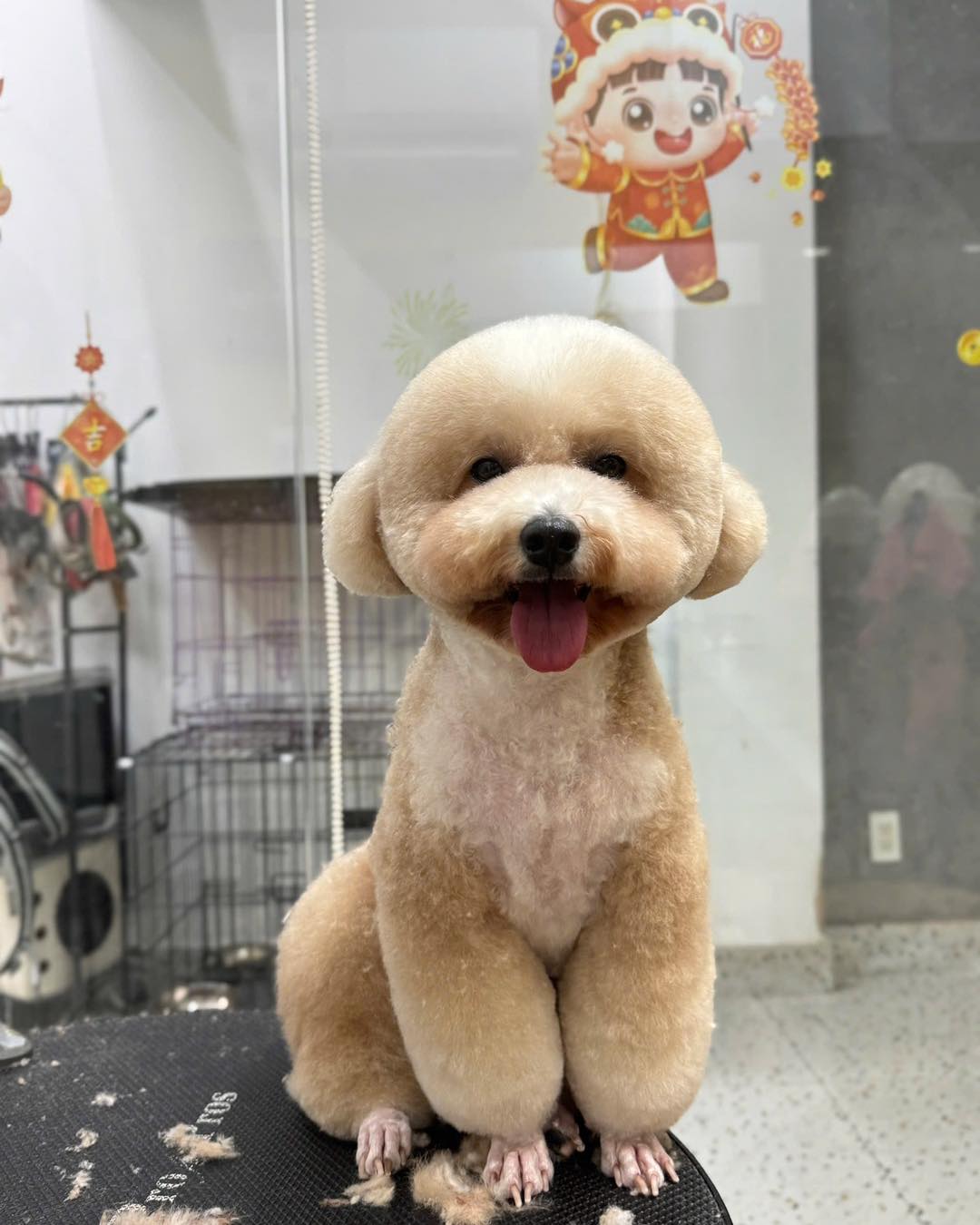[🆕🇻🇳] Pet Addict – Dịch vụ thú cưng – Pet Shop, grooming, Spa, Hotel 🐶🦜 Top1Pets 🐱🐠 Xả kho ảnh choá mèo sốp elm, tụi em ít đăng hình nhưng sốp vẫn hoạt động bình thường đó ạ  inbox ngay cho sốp elm để đuọc tư vấn nhanh như một cơn gió
, shares-0✔️ , likes-9❤️️ , date-2025-07-07 17:39:55🐶🐱🇻🇳🇻🇳🇻🇳📰🆕