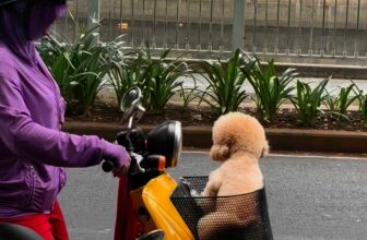 [🆕🇻🇳] Cô Tuyền’s Pethouse 🐶🦜 Top1Pets 🐱🐠 #quan6 #cotuyenpethouse #poodle #cattialongchomeo #reelschallenge #thucungcute , shares-0✔️ , likes-0❤️️ , date-2025-07-08 20:10:52🐶🐱🇻🇳🇻🇳🇻🇳📰🆕