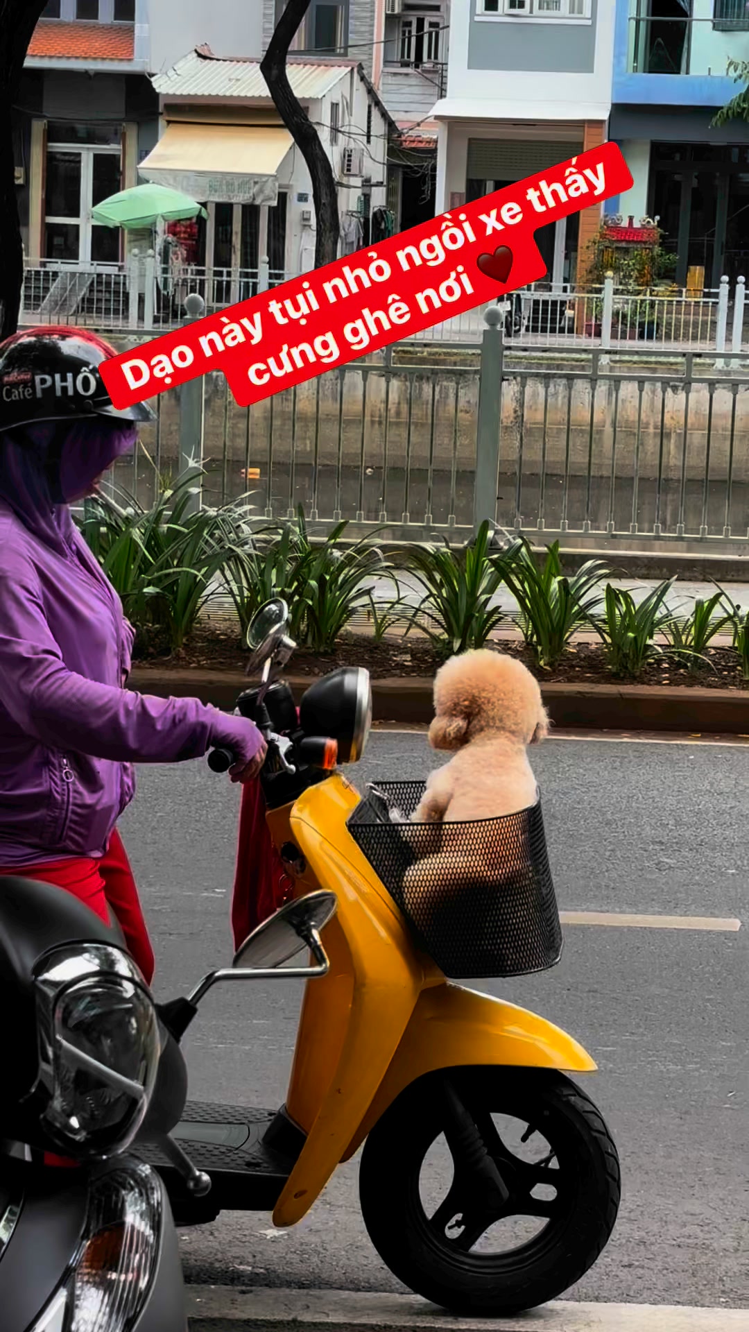 [🆕🇻🇳] Paws Pet House 🐶🦜 Top1Pets 🐱🐠 𝑪𝒉𝒊̉ 𝒕𝒖̛̀ 𝟑 𝒄𝒂́ 𝒍𝒂̀ 𝒅𝒐́𝒏 𝒄𝒂́𝒄 𝒃𝒆́Các bé từ 2 tháng tuổi đang đợi ba mẹ đón ạ .
Tim chủng đầy đủ .
Bảo hiểm sức khỏe .
Phả WCF nếu có yêu cầu
Tặng  , shares-0✔️ , likes-111❤️️ , date-2025-07-08 22:55:14🐶🐱🇻🇳🇻🇳🇻🇳📰🆕