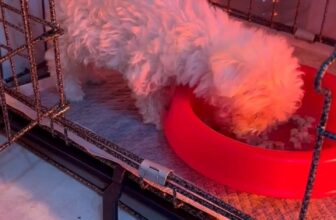 [🆕🇻🇳] Phòng khám thú y FairyPet 🐶🦜 Top1Pets 🐱🐠 PHÒNG KHÁM THÚ Y FAIRY PET
Địa chỉ: No09 – LK296 Khu Cổng Đồng – Tố Hữu – La Khê – Hà Đông (Đối diện nhà chờ Cầu La Khê BRT)
Hotline: 0964.403.196 – 097 , shares-0✔️ , likes-0❤️️ , date-2025-07-09 16:01:35🐶🐱🇻🇳🇻🇳🇻🇳📰🆕