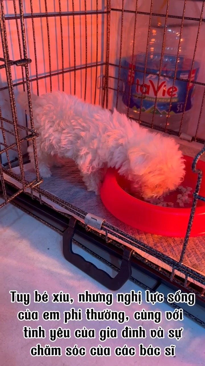 [🆕🇻🇳] Phòng khám thú y FairyPet 🐶🦜 Top1Pets 🐱🐠 PHÒNG KHÁM THÚ Y FAIRY PET
Địa chỉ: No09 – LK296 Khu Cổng Đồng – Tố Hữu – La Khê – Hà Đông (Đối diện nhà chờ Cầu La Khê BRT)
Hotline: 0964.403.196 – 097 , shares-0✔️ , likes-0❤️️ , date-2025-07-09 16:01:35🐶🐱🇻🇳🇻🇳🇻🇳📰🆕