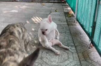 [🆕🇻🇳] Dr.Thảo pet care 🐶🦜 Top1Pets 🐱🐠 Chó khách e ngứa đuôi , nhưng nó lại mập quá không quay lại được và thế là có một điệu nhảy riêng ra đời :))𝗗𝗥. 𝗧𝗛𝗔̉𝗢 𝗣𝗘𝗧 𝗖𝗔𝗥𝗘
𝗟𝗼̂ 𝟭𝟭 đ𝘂̛𝗼̛̀𝗻𝗴 𝟮𝟴 ( 𝗧𝗿𝗮̂ , shares-0✔️ , likes-6❤️️ , date-2025-07-08 01:55:19🐶🐱🇻🇳🇻🇳🇻🇳📰🆕