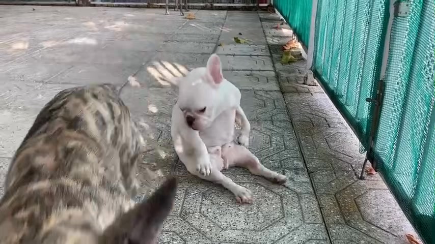 [🆕🇻🇳] Dr.Thảo pet care 🐶🦜 Top1Pets 🐱🐠 Chó khách e ngứa đuôi , nhưng nó lại mập quá không quay lại được và thế là có một điệu nhảy riêng ra đời :))𝗗𝗥. 𝗧𝗛𝗔̉𝗢 𝗣𝗘𝗧 𝗖𝗔𝗥𝗘
𝗟𝗼̂ 𝟭𝟭 đ𝘂̛𝗼̛̀𝗻𝗴 𝟮𝟴 ( 𝗧𝗿𝗮̂ , shares-0✔️ , likes-6❤️️ , date-2025-07-08 01:55:19🐶🐱🇻🇳🇻🇳🇻🇳📰🆕