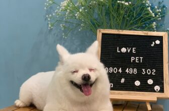 [🆕🇻🇳] Love Pet – Cửa Hàng Chăm Sóc Thú Cưng Hải Phòng 🐶🦜 Top1Pets 🐱🐠 Thời tiết đẹp, tâm trạng tốt, đi spa thôi các boss ơi!
Các sen cứ việc lên lịch còn việc đưa đón cứ để shop lo
4B Phố Mới, Tân Dương, Thuỷ Nguyên, Hải P , shares-2✔️ , likes-3❤️️ , date-2025-07-12 15:54:43🐶🐱🇻🇳🇻🇳🇻🇳📰🆕