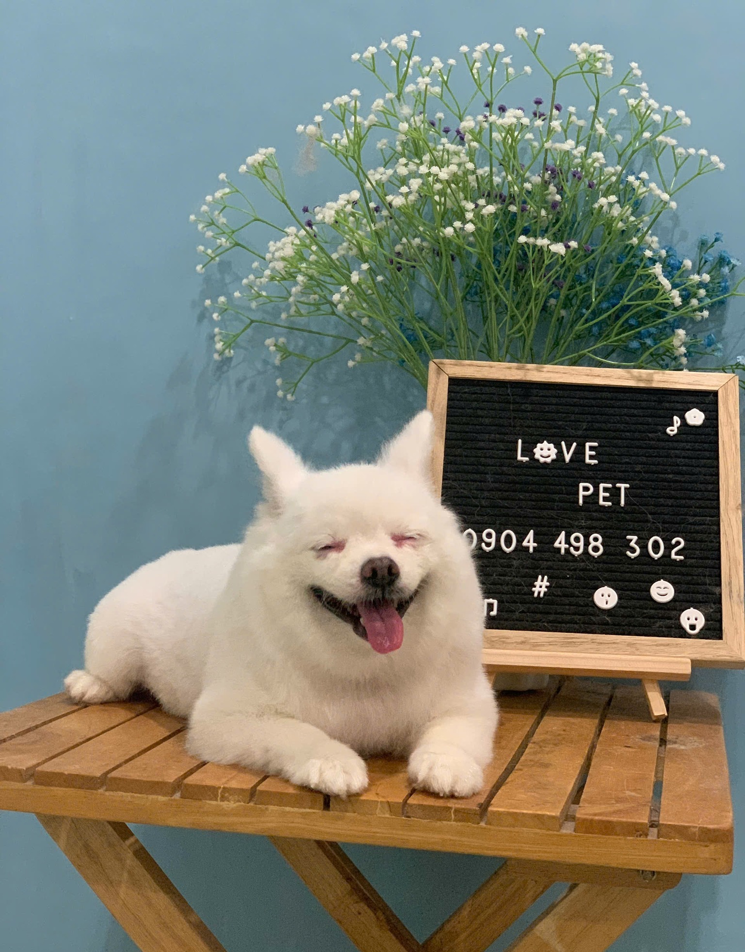 [🆕🇻🇳] Love Pet – Cửa Hàng Chăm Sóc Thú Cưng Hải Phòng 🐶🦜 Top1Pets 🐱🐠 Thời tiết đẹp, tâm trạng tốt, đi spa thôi các boss ơi!
Các sen cứ việc lên lịch còn việc đưa đón cứ để shop lo
4B Phố Mới, Tân Dương, Thuỷ Nguyên, Hải P , shares-2✔️ , likes-3❤️️ , date-2025-07-12 15:54:43🐶🐱🇻🇳🇻🇳🇻🇳📰🆕