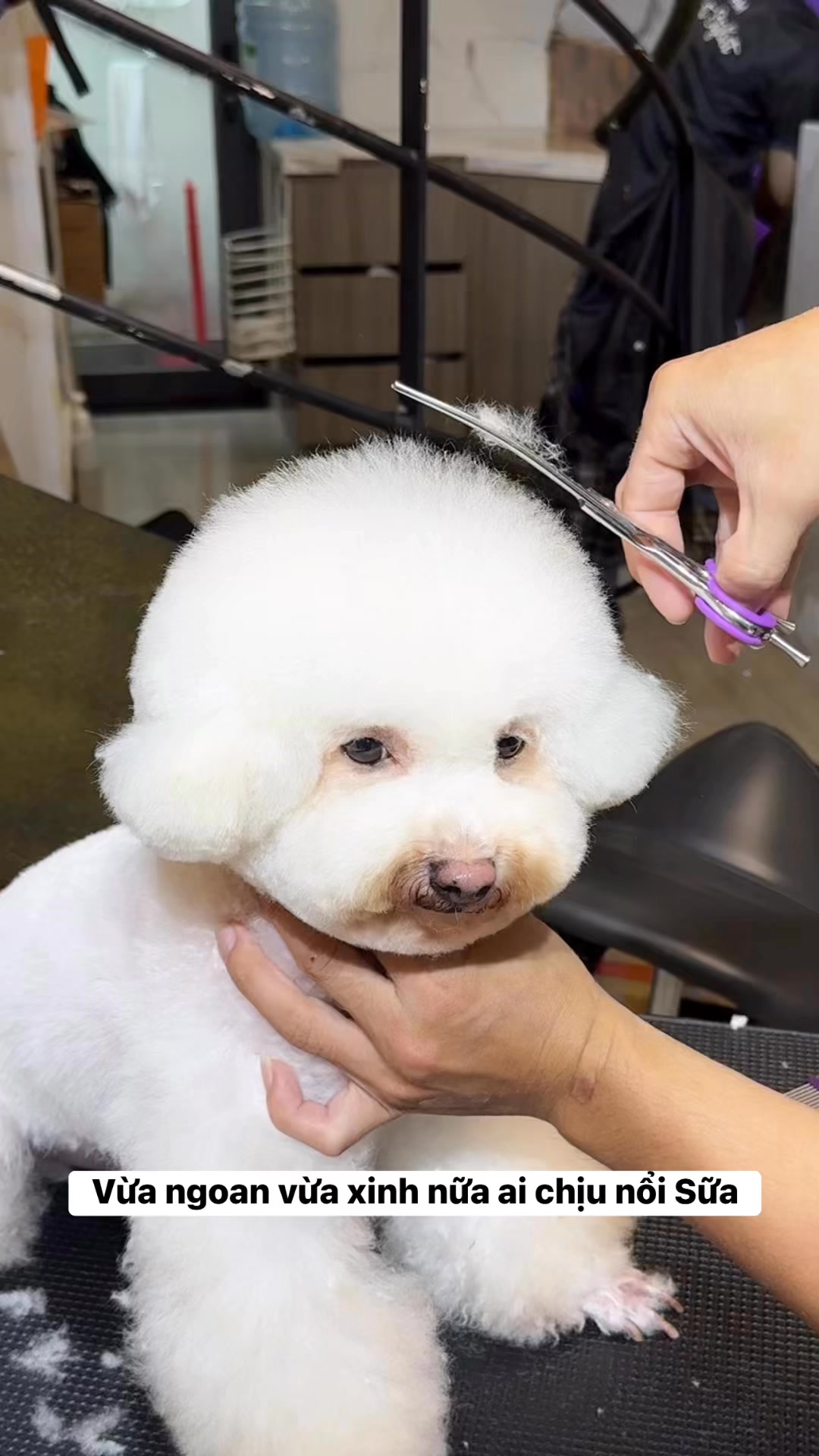 [🆕🇻🇳] Gold Pet Shop – Sở Sao Bình Dương 🐶🦜 Top1Pets 🐱🐠 Gold Pet Shop hiểu rằng khoảng cách không nên là trở ngại để các bé được chăm sóc tốt nhất.
Dịch vụ spa & khách sạn thú cưng tại nhà Gold giờ đây còn tiện  , shares-0✔️ , likes-3❤️️ , date-2025-07-10 14:59:04🐶🐱🇻🇳🇻🇳🇻🇳📰🆕