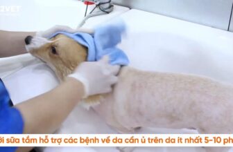 [🆕🇻🇳] Bệnh Viện Thú Y Kinh Bắc Hà Đông 🐶🦜 Top1Pets 🐱🐠 Tắm cho thú cưng tại nhà  luôn là vấn đề lớn với các Sen.
Có thể do các bạn ấy nhát, bạn dễ bị căng thẳng, Sen muốn dành thời gian nhiều thời gian hơn cho  , shares-0✔️ , likes-0❤️️ , date-2025-07-31 16:33:54🐶🐱🇻🇳🇻🇳🇻🇳📰🆕