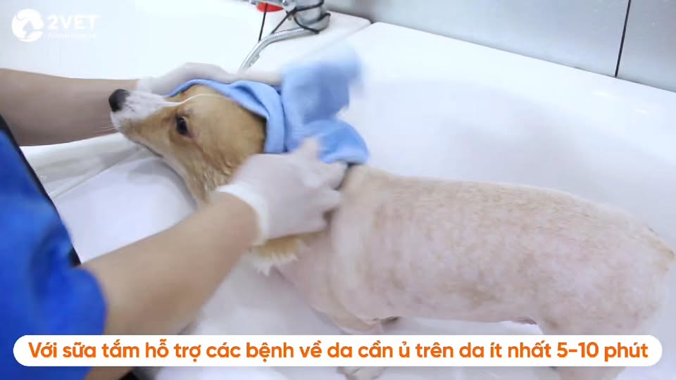 [🆕🇻🇳] Bệnh Viện Thú Y Kinh Bắc Hà Đông 🐶🦜 Top1Pets 🐱🐠 Tắm cho thú cưng tại nhà  luôn là vấn đề lớn với các Sen.
Có thể do các bạn ấy nhát, bạn dễ bị căng thẳng, Sen muốn dành thời gian nhiều thời gian hơn cho  , shares-0✔️ , likes-0❤️️ , date-2025-07-31 16:33:54🐶🐱🇻🇳🇻🇳🇻🇳📰🆕