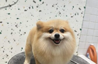 [🆕🇻🇳] KHA PET- tiệm bán thú cưng & Spa 309/2 Hải Phòng- Đà Nẵng. 🐶🦜 Top1Pets 🐱🐠 Đi xì pa cười tươi rói hé
làm đúng 100% mong muốn của chủ bé.
Sạch kỹ, thơm lâu, giữ form bền là tiêu chỉ hàng đầu của KhaPetSpa
, shares-0✔️ , likes-3❤️️ , date-2025-07-14 16:31:44🐶🐱🇻🇳🇻🇳🇻🇳📰🆕