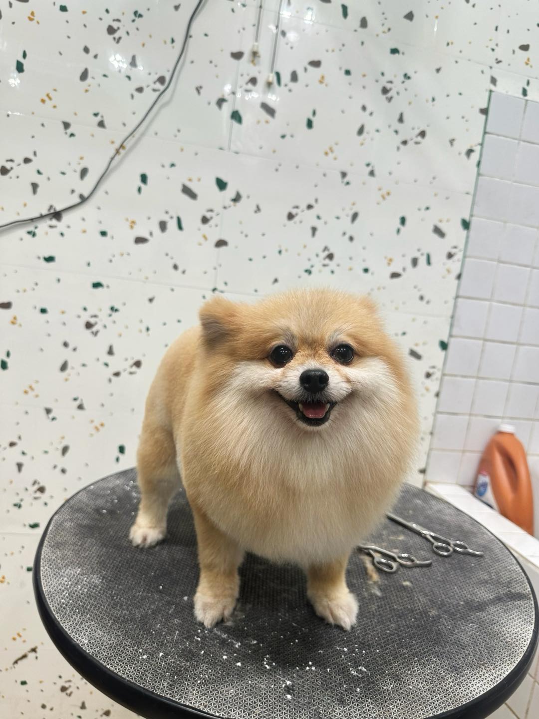 [🆕🇻🇳] KHA PET- tiệm bán thú cưng & Spa 309/2 Hải Phòng- Đà Nẵng. 🐶🦜 Top1Pets 🐱🐠 Đi xì pa cười tươi rói hé
làm đúng 100% mong muốn của chủ bé.
Sạch kỹ, thơm lâu, giữ form bền là tiêu chỉ hàng đầu của KhaPetSpa
, shares-0✔️ , likes-3❤️️ , date-2025-07-14 16:31:44🐶🐱🇻🇳🇻🇳🇻🇳📰🆕