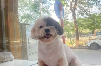 [🆕🇻🇳] FuU Pet – Spa & Hotel Thú Cưng  🐶🦜 Top1Pets 🐱🐠 Mất tích vài bữa nay phải đăng liền kẻo mất lượt ”
, shares-0✔️ , likes-2❤️️ , date-2025-07-17 03:00:02🐶🐱🇻🇳🇻🇳🇻🇳📰🆕