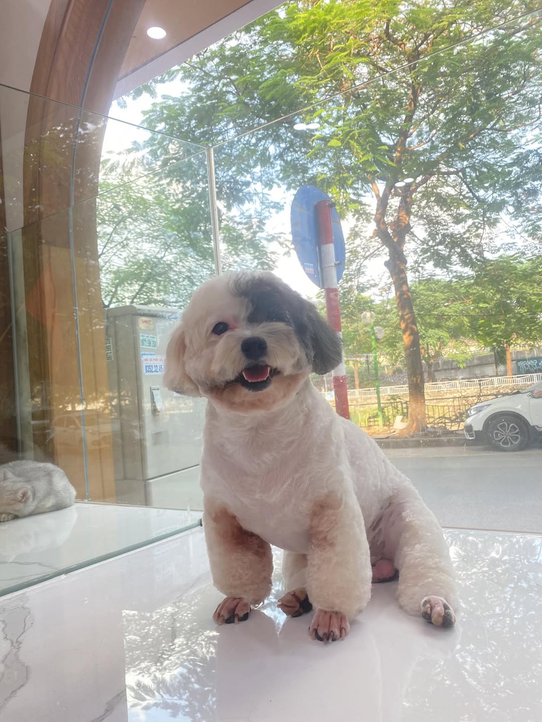 [🆕🇻🇳] FuU Pet – Spa & Hotel Thú Cưng  🐶🦜 Top1Pets 🐱🐠 Mất tích vài bữa nay phải đăng liền kẻo mất lượt ”
, shares-0✔️ , likes-2❤️️ , date-2025-07-17 03:00:02🐶🐱🇻🇳🇻🇳🇻🇳📰🆕