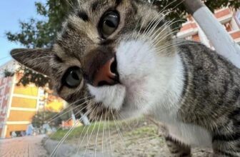 [🆕🇻🇳] Paws’ Smile – Pet Salon Đà Nẵng 🐶🦜 Top1Pets 🐱🐠 Nhìn gì nhìn gìi—————————————–
Paws’ Smile – Pet Salon Đà Nẵng
~~ 𝑪𝒉𝒊̉𝒏 𝑪𝒉𝒖 – 𝑪𝒉𝒂̂́𝒕 𝑳𝒖̛𝒐̛̣𝒏𝒈 – 𝑪𝒉𝒂𝒏 𝑪𝒉𝒖̛́𝒂 𝒀𝒆̂𝒖 𝑻𝒉𝒖̛𝒐̛𝒏𝒈 ~~
, shares-0✔️ , likes-1❤️️ , date-2025-07-19 23:00:52🐶🐱🇻🇳🇻🇳🇻🇳📰🆕