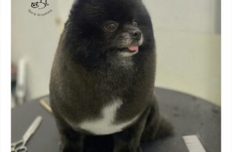 [🆕🇻🇳] HaLu Pet – Người chăm thú cưng 🐶🦜 Top1Pets 🐱🐠 Đi cắt tóc mà đáng yêu thế nàyyyBooking me: m.me/halupet127Tắm căn bản chỉ từ 120ka.
Combo tắm vệ sinh trọn gói chỉ từ 199ka.
Combo tắm cắt tỉa , shares-0✔️ , likes-4❤️️ , date-2025-07-16 18:47:33🐶🐱🇻🇳🇻🇳🇻🇳📰🆕