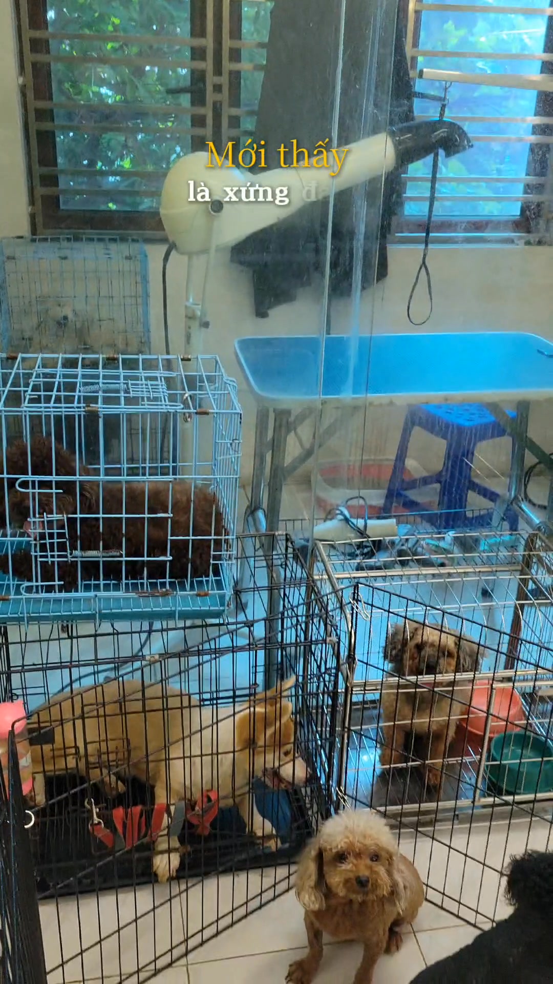 [🆕🇻🇳] NaPet – Cửa Hàng Chăm Sóc & Làm Đẹp Thú Cưng 🐶🦜 Top1Pets 🐱🐠  , shares-0✔️ , likes-0❤️️ , date-🐶🐱🇻🇳🇻🇳🇻🇳📰🆕