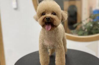 [🆕🇻🇳] FuU Pet – Spa & Hotel Thú Cưng  🐶🦜 Top1Pets 🐱🐠 Mới đi grooming về, nhìn vậy chứ ngầu lắm nha
, shares-0✔️ , likes-3❤️️ , date-2025-07-19 04:00:30🐶🐱🇻🇳🇻🇳🇻🇳📰🆕