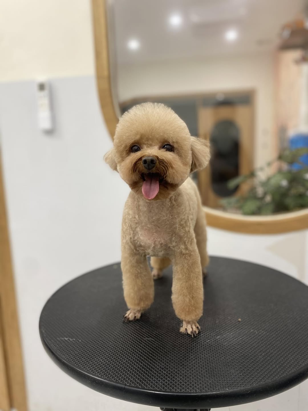 [🆕🇻🇳] FuU Pet – Spa & Hotel Thú Cưng  🐶🦜 Top1Pets 🐱🐠 Mới đi grooming về, nhìn vậy chứ ngầu lắm nha
, shares-0✔️ , likes-3❤️️ , date-2025-07-19 04:00:30🐶🐱🇻🇳🇻🇳🇻🇳📰🆕