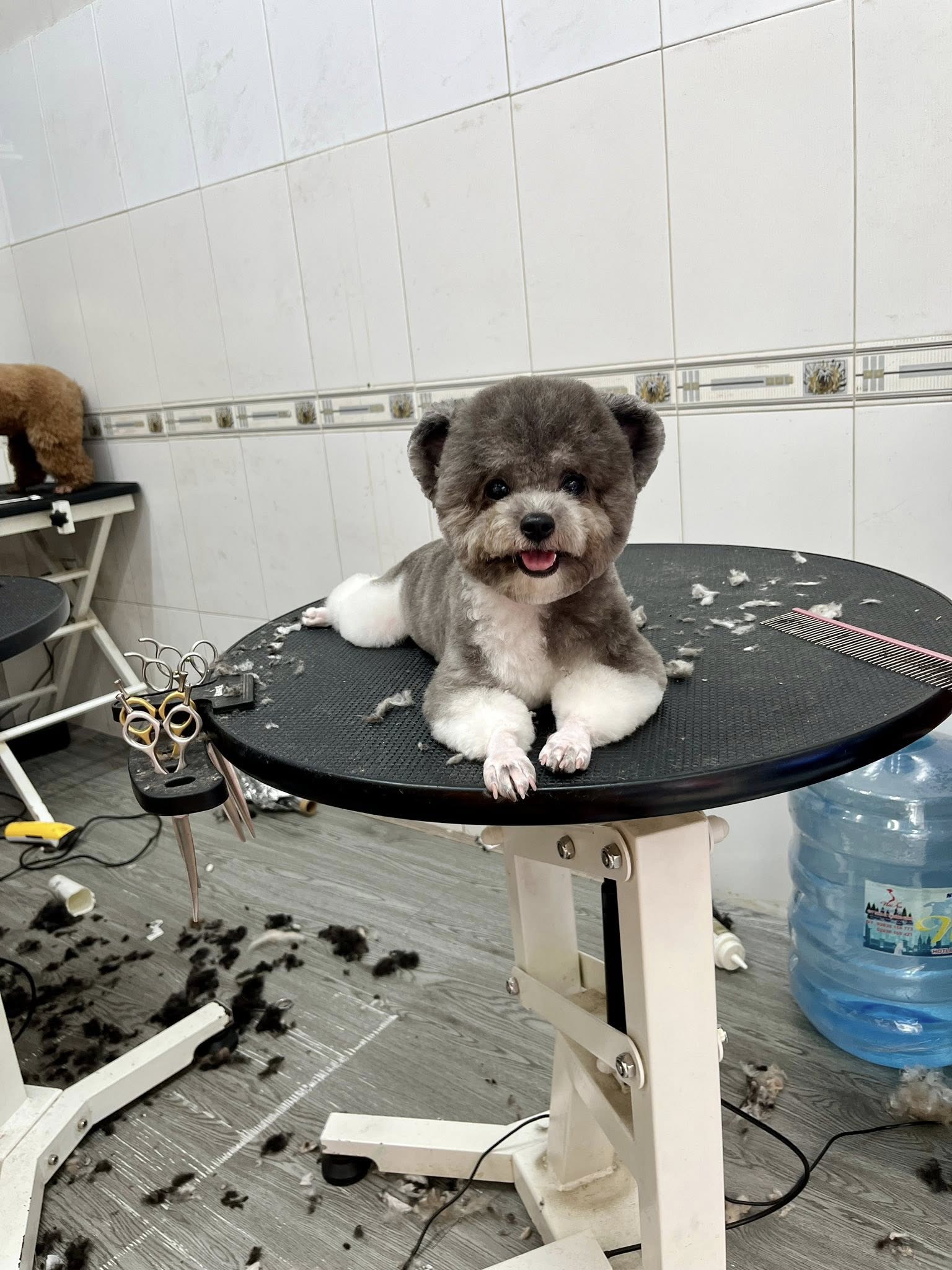 [🆕🇻🇳] Tiệm Nhà Sâu – Pet Shop 🐶🦜 Top1Pets 🐱🐠 Pon đẹp trai
#tiêmnhasau
#phunhuan
, shares-0✔️ , likes-10❤️️ , date-2025-07-22 17:27:47🐶🐱🇻🇳🇻🇳🇻🇳📰🆕