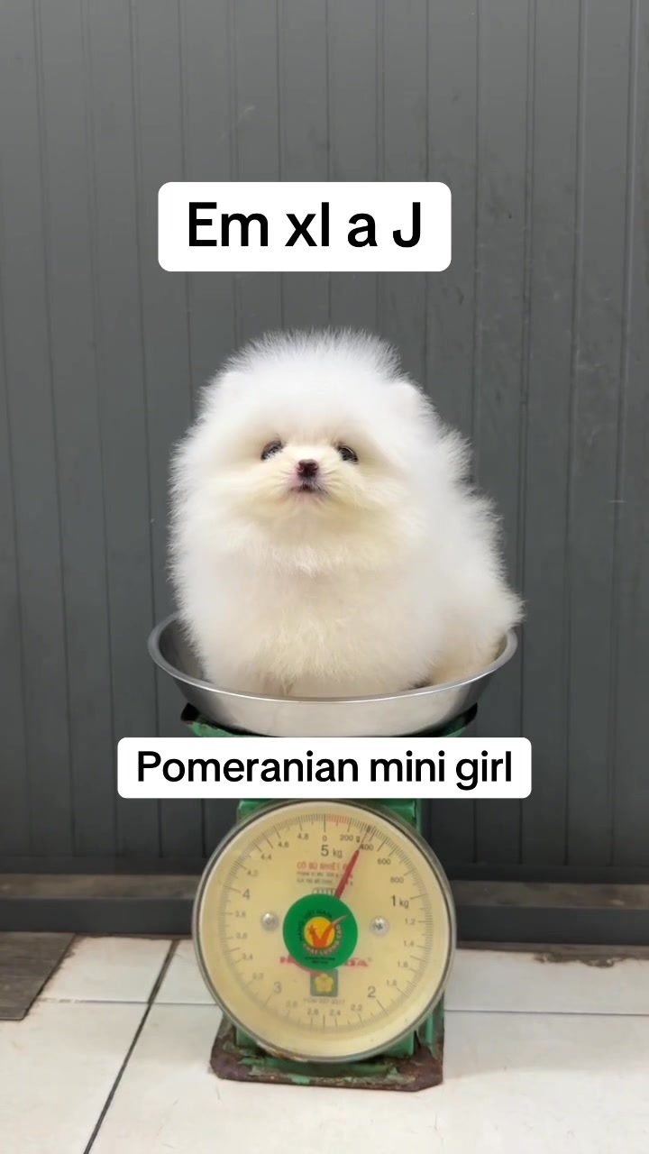 [🆕🇻🇳] Sóc Pet Shop Mua Bán Thú Cưng Spa Phụ Kiện Thức Ăn Phối Giống Chó Mèo 🐶🦜 Top1Pets 🐱🐠  , shares-0✔️ , likes-0❤️️ , date-🐶🐱🇻🇳🇻🇳🇻🇳📰🆕