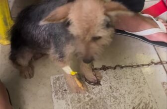 [🆕🇻🇳] Dịch Vụ Thú Y Đà Nẵng Tại Nhà-0329211115 🐶🦜 Top1Pets 🐱🐠 Điều trị mẹ cún dương tính parvovirus
Dịch Vụ Thú Y Đà Nẵng Tại Nhà-0329211115
Tư vấn, Khám và điều trị
Tiêm phòng Vaccine,sổ giun,dại… (Chó và Mèo)
P , shares-0✔️ , likes-0❤️️ , date-2025-07-20 18:28:44🐶🐱🇻🇳🇻🇳🇻🇳📰🆕