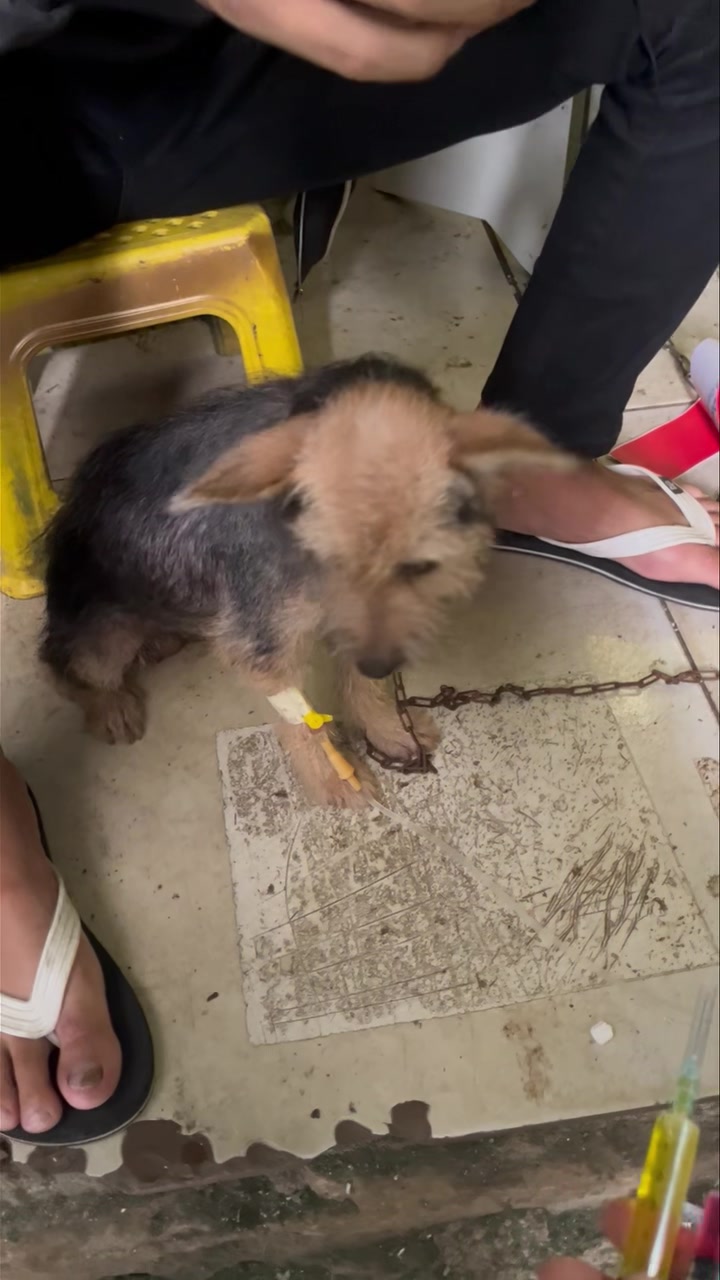 [🆕🇻🇳] Dịch Vụ Thú Y Đà Nẵng Tại Nhà-0329211115 🐶🦜 Top1Pets 🐱🐠 Điều trị mẹ cún dương tính parvovirus
Dịch Vụ Thú Y Đà Nẵng Tại Nhà-0329211115
Tư vấn, Khám và điều trị
Tiêm phòng Vaccine,sổ giun,dại… (Chó và Mèo)
P , shares-0✔️ , likes-0❤️️ , date-2025-07-20 18:28:44🐶🐱🇻🇳🇻🇳🇻🇳📰🆕