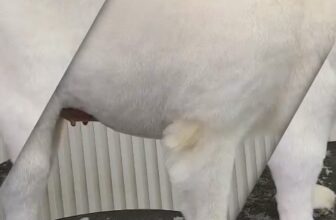 [🆕🇻🇳] Mira Petshop – Cắt tỉa lông, trông giữ thú cưng – Đào tạo Học viên Quận 7 🐶🦜 Top1Pets 🐱🐠  , shares-0✔️ , likes-0❤️️ , date-🐶🐱🇻🇳🇻🇳🇻🇳📰🆕