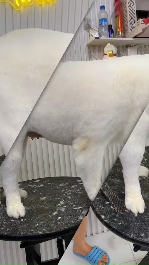 [🆕🇻🇳] Mira Petshop – Cắt tỉa lông, trông giữ thú cưng – Đào tạo Học viên Quận 7 🐶🦜 Top1Pets 🐱🐠  , shares-0✔️ , likes-0❤️️ , date-🐶🐱🇻🇳🇻🇳🇻🇳📰🆕