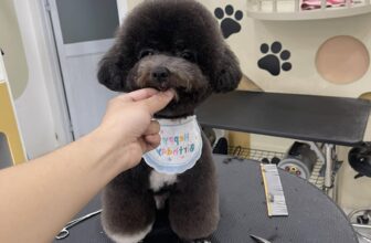 [🆕🇻🇳] Master Pet Grooming Spa & Hotel – Chăm sóc và làm đẹp cho thú cưng 🐶🦜 Top1Pets 🐱🐠 Em xinh em đẹp lung linh
, shares-1✔️ , likes-0❤️️ , date-2025-07-26 23:49:09🐶🐱🇻🇳🇻🇳🇻🇳📰🆕