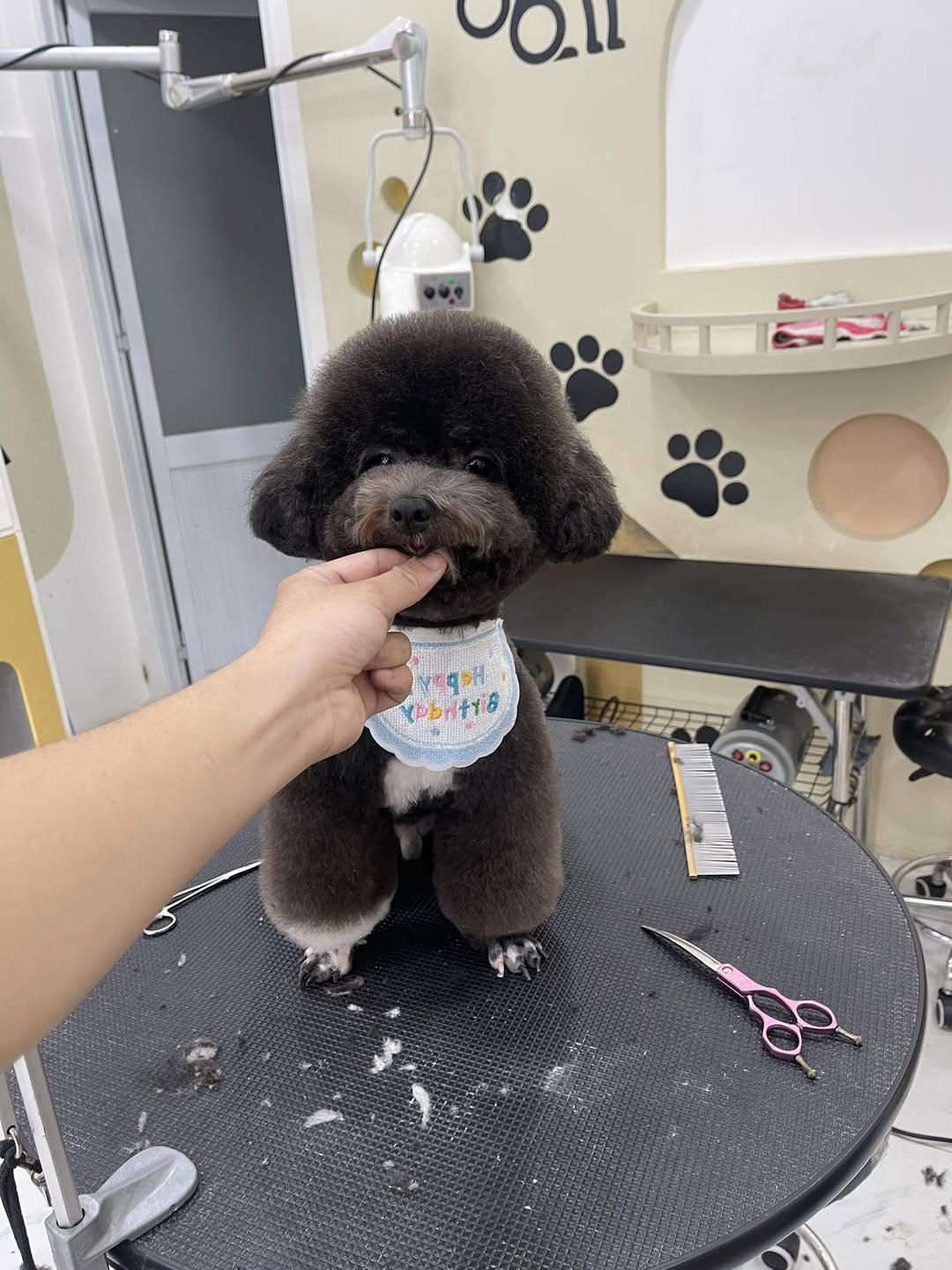 [🆕🇻🇳] Master Pet Grooming Spa & Hotel – Chăm sóc và làm đẹp cho thú cưng 🐶🦜 Top1Pets 🐱🐠 Em xinh em đẹp lung linh
, shares-1✔️ , likes-0❤️️ , date-2025-07-26 23:49:09🐶🐱🇻🇳🇻🇳🇻🇳📰🆕