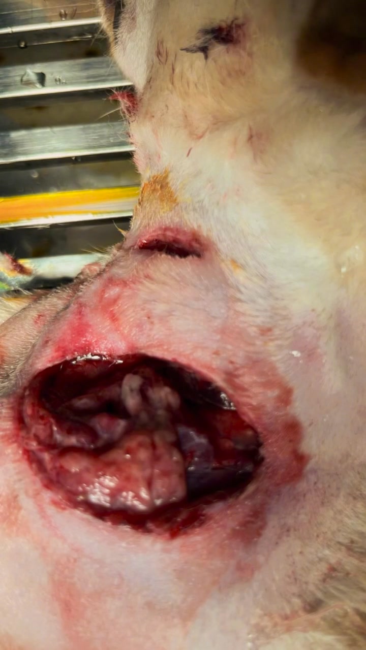 [🆕🇻🇳] Master Pet Grooming Spa & Hotel – Chăm sóc và làm đẹp cho thú cưng 🐶🦜 Top1Pets 🐱🐠 Em xinh em đẹp lung linh
, shares-1✔️ , likes-0❤️️ , date-2025-07-26 23:49:09🐶🐱🇻🇳🇻🇳🇻🇳📰🆕