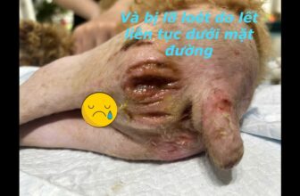 [🆕🇻🇳] PetKung.vn 🐶🦜 Top1Pets 🐱🐠 Cưu mang bé chó bị liệt 2 chân ở Tân Phú.  , shares-0✔️ , likes-15❤️️ , date-2025-07-25 23:17:25🐶🐱🇻🇳🇻🇳🇻🇳📰🆕