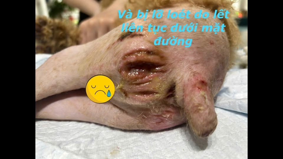 [🆕🇻🇳] Bệnh Viện Thú Y Modern Vet  (Modern Vet Hospital) 🐶🦜 Top1Pets 🐱🐠  Bé Đen bị tai nạn gãy xương đùi khi chưa đầy 3 tháng tuổiSau khi tiếp nhận bé các Bs Modern Vet đã tiến hành phẫu thuật cho Đen.
Sau 7 ngày chăm sóc , shares-6✔️ , likes-10❤️️ , date-2025-07-25 19:06:24🐶🐱🇻🇳🇻🇳🇻🇳📰🆕